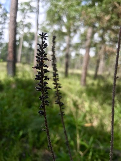 Amorpha paniculata, photographed by Laura Clark