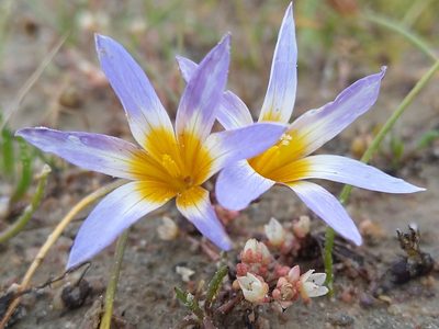Romulea tabularis, photographed by Jacques van der Merwe
