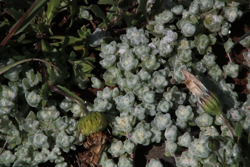 Lasiopogon muscoides, photographed by Tony Rebelo