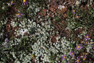 Lasiopogon muscoides, photographed by Tony Rebelo