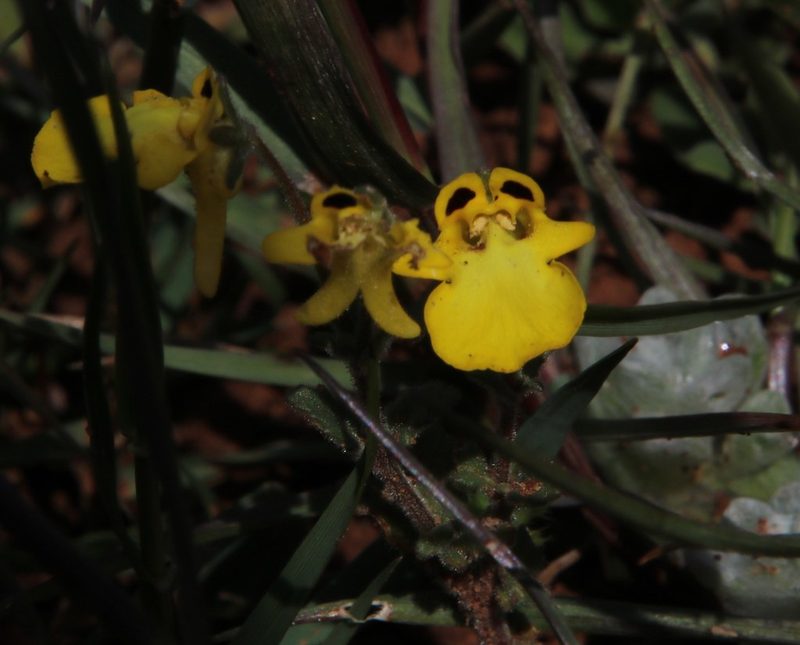 Hemimeris centrodes, photographed by Tony Rebelo