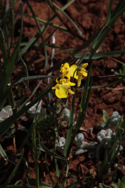 Hemimeris centrodes, photographed by Tony Rebelo