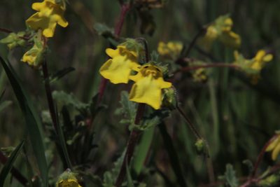 Hemimeris centrodes, photographed by Tony Rebelo