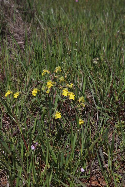 Hemimeris centrodes, photographed by Tony Rebelo