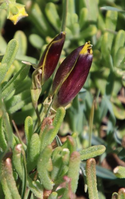 Hesperantha vaginata, photographed by Tony Rebelo