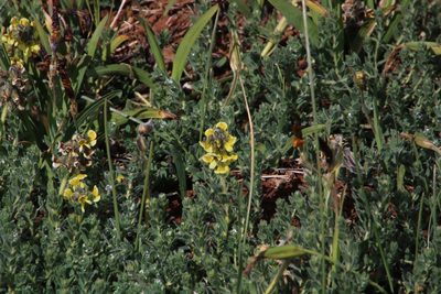 Euchlora hirsuta, photographed by Tony Rebelo
