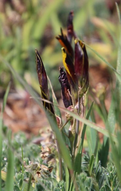 Hesperantha vaginata, photographed by Tony Rebelo