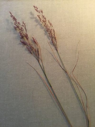 Agrostis mertensii, photographed by B. Hughes