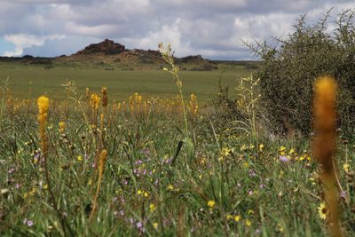 Moraea fragrans, photographed by Tony Rebelo