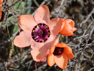 Sparaxis elegans, photographed by Tony Rebelo