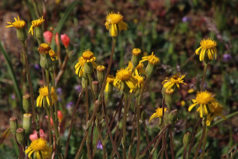 Senecio erosus, photographed by Tony Rebelo