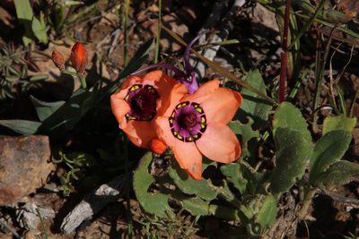 Sparaxis elegans, photographed by Tony Rebelo