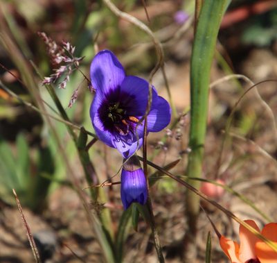 Geissorhiza splendidissima, photographed by Tony Rebelo