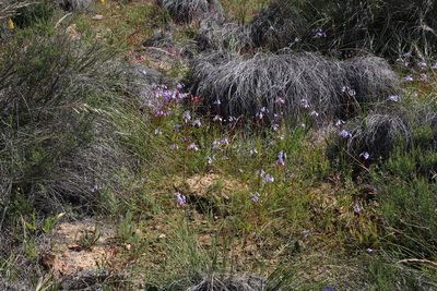Moraea grandis, photographed by Tony Rebelo