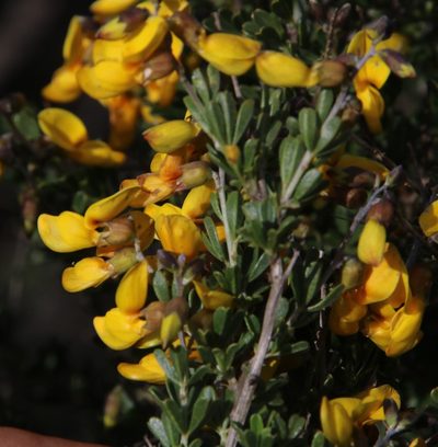 Wiborgiella leipoldtiana, photographed by Tony Rebelo