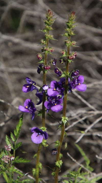 Diascia veronicoides, photographed by Tony Rebelo