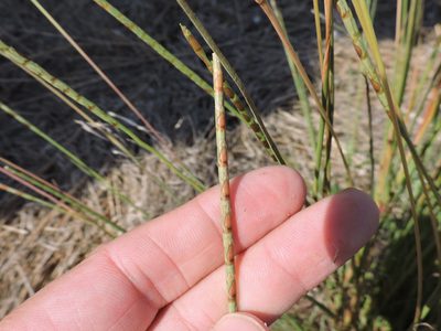 Rottboellia campestris, photographed by Sam Kieschnick