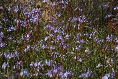 Moraea grandis, photographed by Tony Rebelo