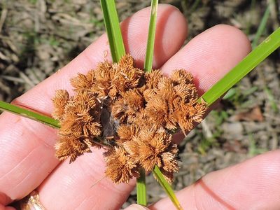 Cyperus pseudovegetus, photographed by Sam Kieschnick