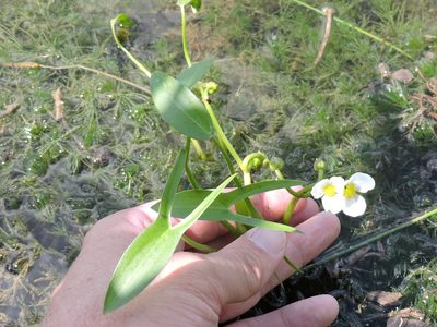 Sagittaria montevidensis, photographed by Sam Kieschnick
