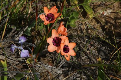 Sparaxis elegans, photographed by Tony Rebelo