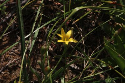 Romulea hirta, photographed by Tony Rebelo