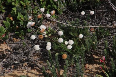 Cotula nudicaulis, photographed by Tony Rebelo