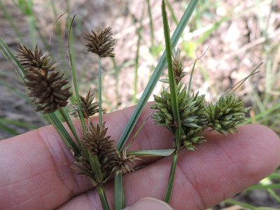 Cyperus retrorsus, photographed by Sam Kieschnick