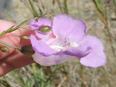 Agalinis strictifolia, photographed by Sam Kieschnick