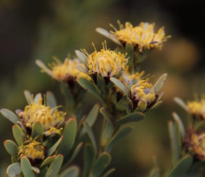Leucadendron remotum, photographed by Tony Rebelo