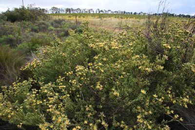 Leucadendron remotum, photographed by Tony Rebelo