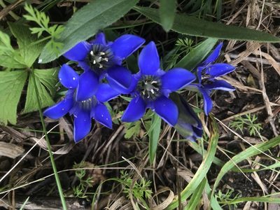 Gentiana puberulenta, photographed by Alan Weakley
