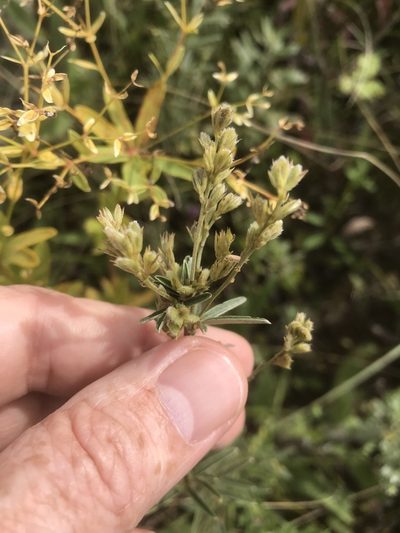 Lespedeza leptostachya, photographed by Alan Weakley