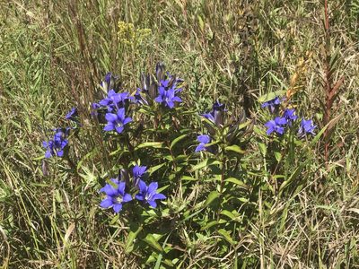 Gentiana puberulenta, photographed by Alan Weakley