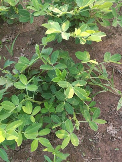 Arachis hypogaea, photographed by Mattia Menchetti