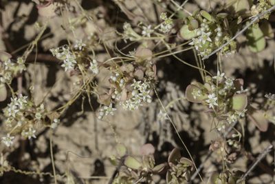 Cuscuta umbellata, photographed by Craig Martin