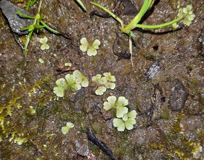 Riccia crystallina, photographed by Peter de Lange