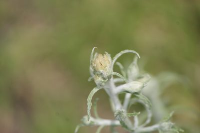 Pseudognaphalium inornatum, photographed by José Belem Hernández Díaz