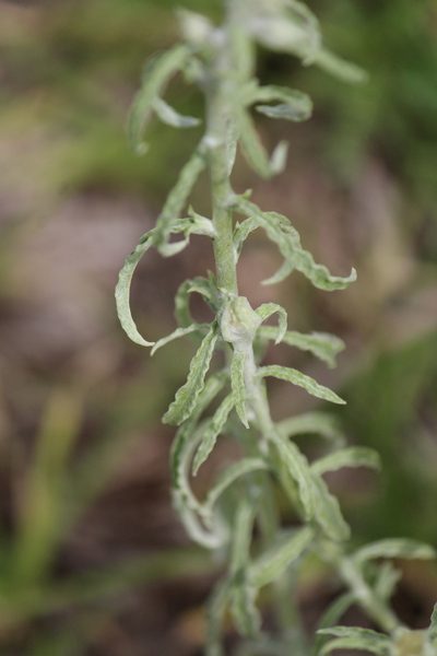 Pseudognaphalium inornatum, photographed by José Belem Hernández Díaz