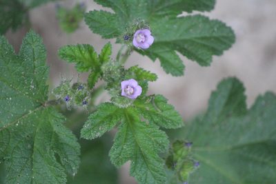Fuertesimalva limensis, photographed by José Belem Hernández Díaz