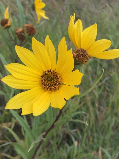 Helianthus nuttallii, photographed by Mary Krieger