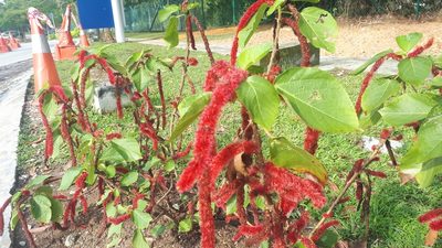 Acalypha hispida, photographed by Ong Jyh Seng