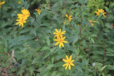 Helianthus strumosus, photographed by Quinten Wiegersma