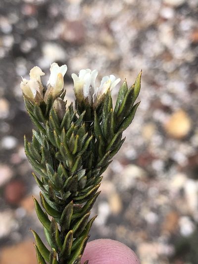 Amphithalea alba, photographed by Dave U