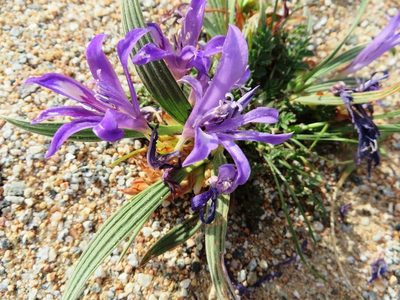 Babiana attenuata, photographed by linkie