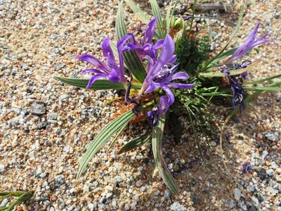 Babiana attenuata, photographed by linkie