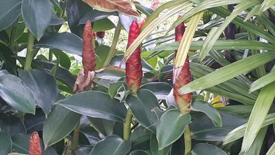 Costus woodsonii, photographed by Ong Jyh Seng