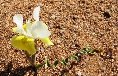 Moraea serpentina, photographed by linkie