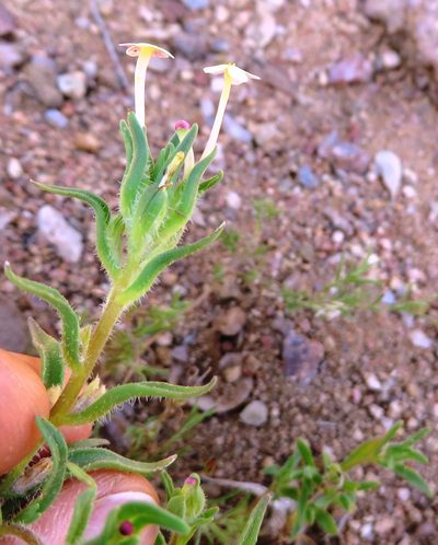 Zaluzianskya benthamiana, photographed by linkie