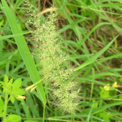 Setaria liebmannii, photographed by Francisco Farriols Sarabia